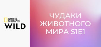 Чудаки животного мира S1E1 - Обезьяны носачи