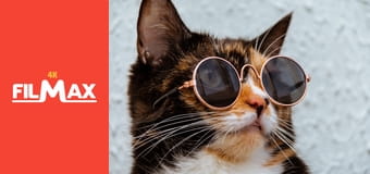 Zakręcone stworzonka z Internetu S1E4