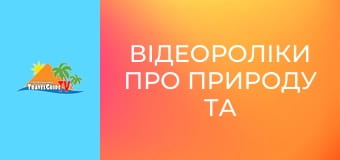 Відеороліки про природу та тварин. Відеороліки про природу та тварин.