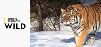 Дикие тигры России - Russia's Wild Tiger