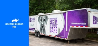 Будни ветеринара S2E11 - Романтический сюрприз Будни ветеринара S2E11 - Романтический сюрприз