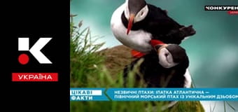 Интересные факты.