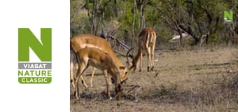 Бескрайняя Африка - Маламала