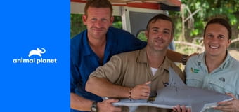 Акулы в джунглях