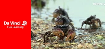 Сияя - Дикий мыс - Гукамма - последнее дикое место