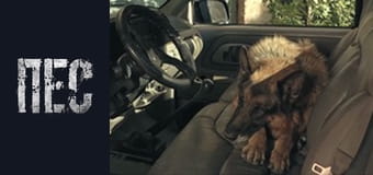 Dog, Season 5, Episode 11 Dog, Season 5, Episode 11