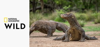 Неудачи хищников: Когда добыча атакует S99E1