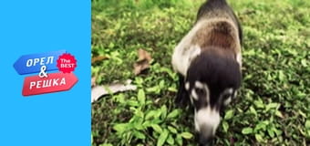 Золотая карта, Выпуск 43