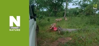 Рятувальники тварин у Малаві - Сезон 2 - Будинок на острові Рятувальники тварин у Малаві - Сезон 2 - Будинок на острові