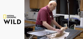 Невероятный доктор Пол S21E4 - Искусственные лапы