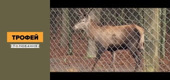 Трофейне полювання Сезон 1 Епізод 51