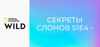 Секреты слонов S1E4 - Джунгли