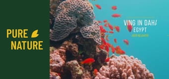 Зашеметяващите подводни чудеса на Червено море Зашеметяващите подводни чудеса на Червено море