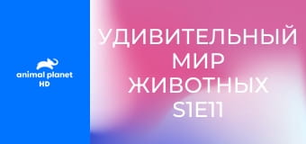 Удивительный мир животных S1E11