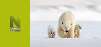 Снігові ведмеді