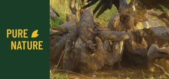 Fauna africană: Animale uimitoare Fauna africană: Animale uimitoare