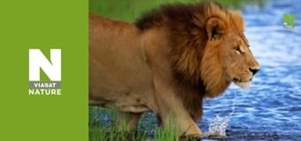 Massive Africa - Mashatu