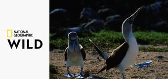 Необычная природа экватора S1E1 - Галапагосы