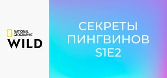 Секреты пингвинов S1E2