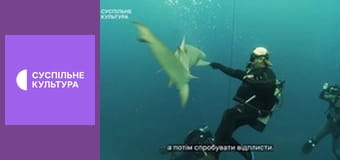 Д/с "Морские хищники". "Лимонная акула".