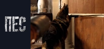 Dog, Season 3, Episode 19 Dog, Season 3, Episode 19