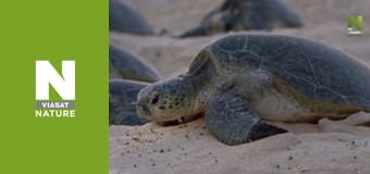 Planet Reef - Rescuing The Turtles In Raine Island