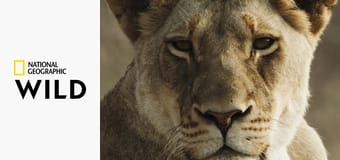 Малика, королева львов S1E1 - Любой ценой