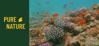 Зашеметяващите подводни чудеса на Червено море Зашеметяващите подводни чудеса на Червено море