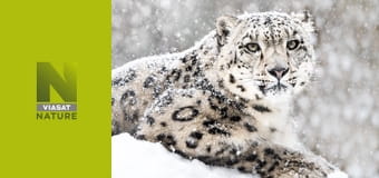 Снігові тварини