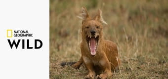 Дикая Индия S1E3 Дикая Индия S1E3