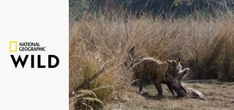 Самый знаменитый в мире тигр