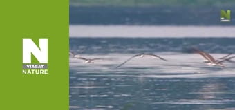 Нил: величайшая из рек - Дикие воды Нил: величайшая из рек - Дикие воды