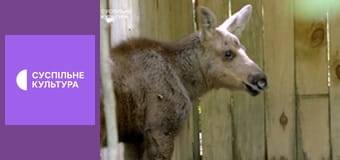 Д/с "Тварини-малюки", 7 і 8 с.