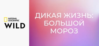 Дикая жизнь: Большой мороз - Дикая жизнь: Большой мороз