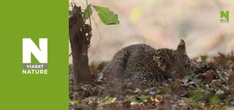 Hot Life: Africa - Leopard, Sand and Heat