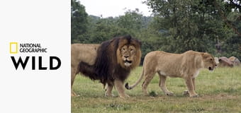 Увлекательная зоология: лучшее S1E5 - Тигры и белые медведи