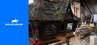 Дома для животных S2E6 - Скотный двор на заднем дворе