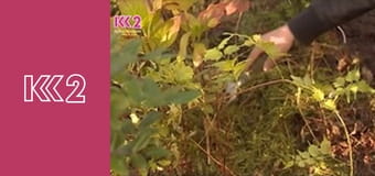 Удачний проект S1E22