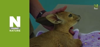 Malawi Wildlife Rescue - An Island Home