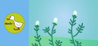 Happy Garden - Chamomile