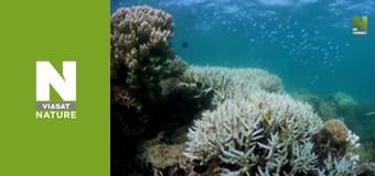 Planet Reef - Rescuing The Turtles In Raine Island