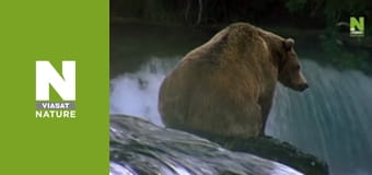 Масові атаки природи - Бий чи біжи