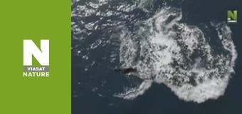 Дикая Канада - Осень