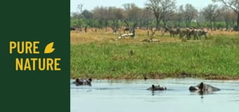 Animale africane: Zebrele și girafele din Deșertul Kalahari Animale africane: Zebrele și girafele din Deșertul Kalahari