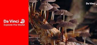 Бунтівні тварини - Смертоносний гриб-зомбі