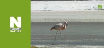 Дикая Латинская Америка - Анды