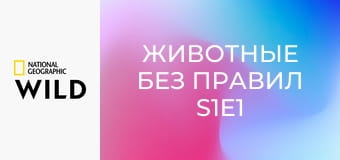 Животные без правил S1E1 - Нарушители порядка