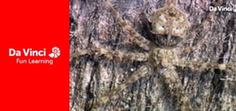 Know it All - How Did the Leopard Get its Spots?