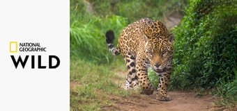 Ягуар: икона джунглей из Гуяны