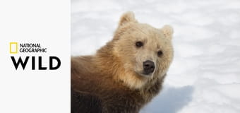 Зима медведя